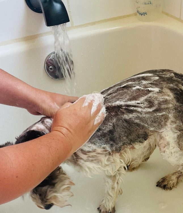 Pup Wash 🐶🐾🫧